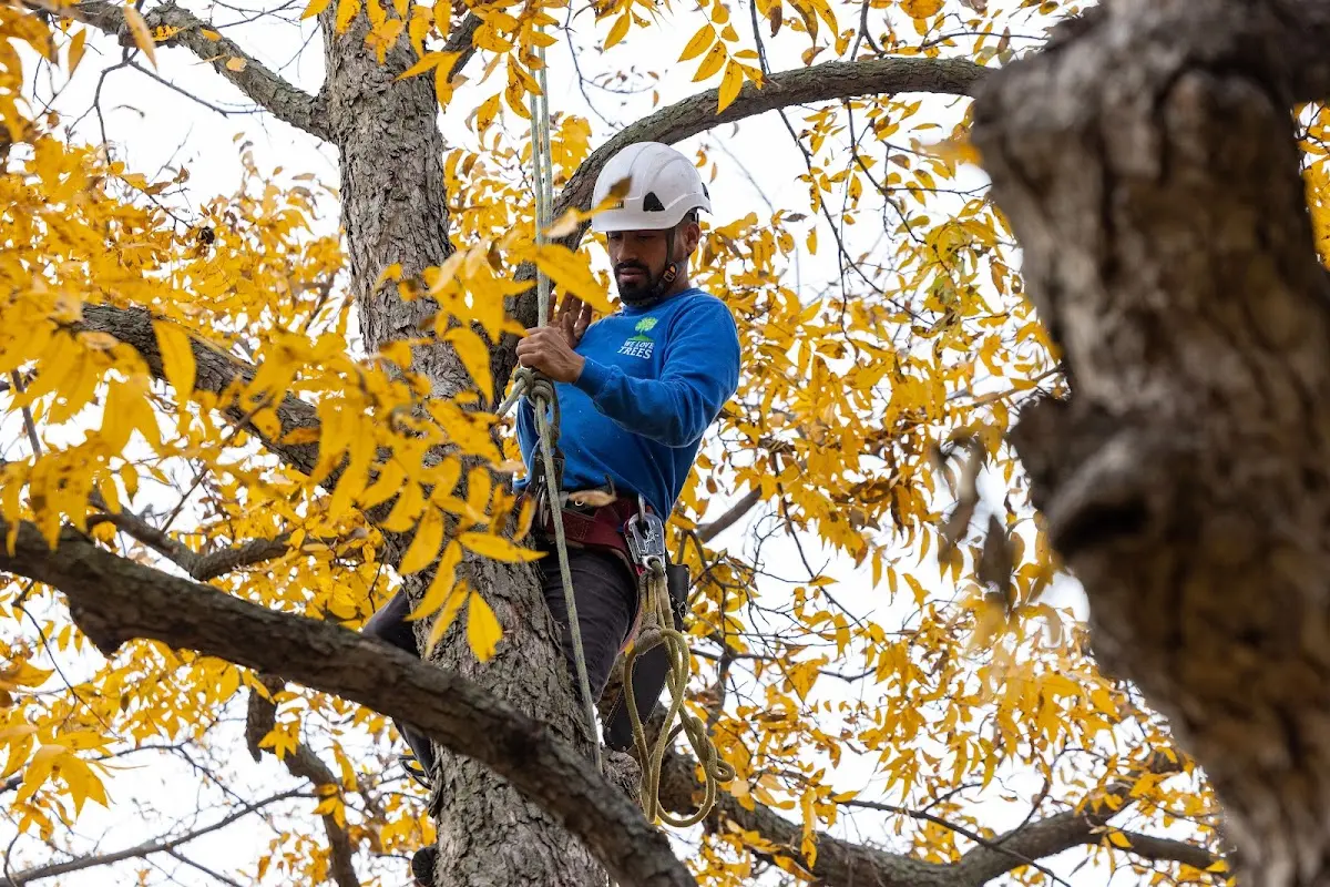 Skilled Tree Pruning crew working in Torreon